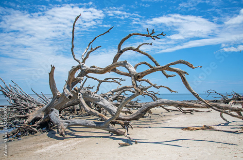 Dead trees at Driftwood Beach on Jekyll Island  Georgia.