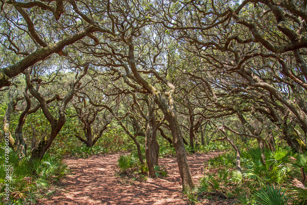 live oaks on cumberland Island National Seashore live oaks on cumberland Island National Seashore
