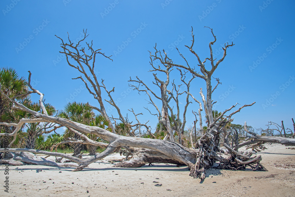Dead trees at Driftwood Beach on Jekyll Island, Georgia. Dead trees at Driftwood Beach on Jekyll Island, Georgia.