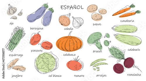 Vegetable drawing. Spanish vocabulary. Language kids education. Onion and cabbage sketch. Raw pumpkin and broccoli. Vegan food with inscriptions. Words studying. Vector banner design