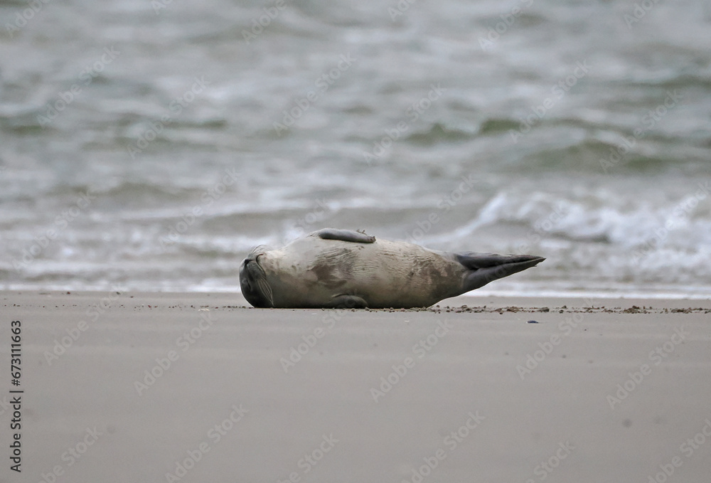 Fototapeta premium Seehunde vor Borkum, Nordsee