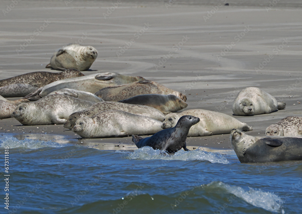 Fototapeta premium Seehunde vor Borkum, Nordsee