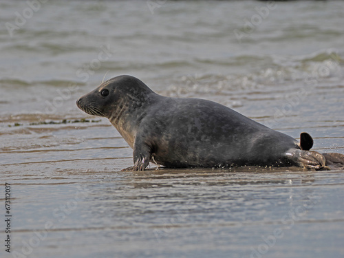 Seehund vor Borkum, Nordsee