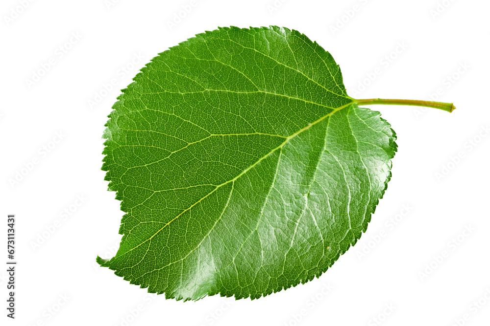 Fototapeta premium apricot green leaf isolated on white background. clipping path