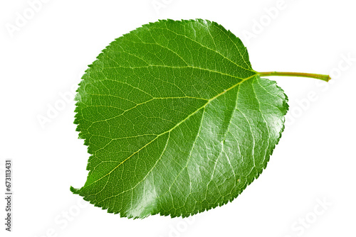 apricot green leaf isolated on white background. clipping path