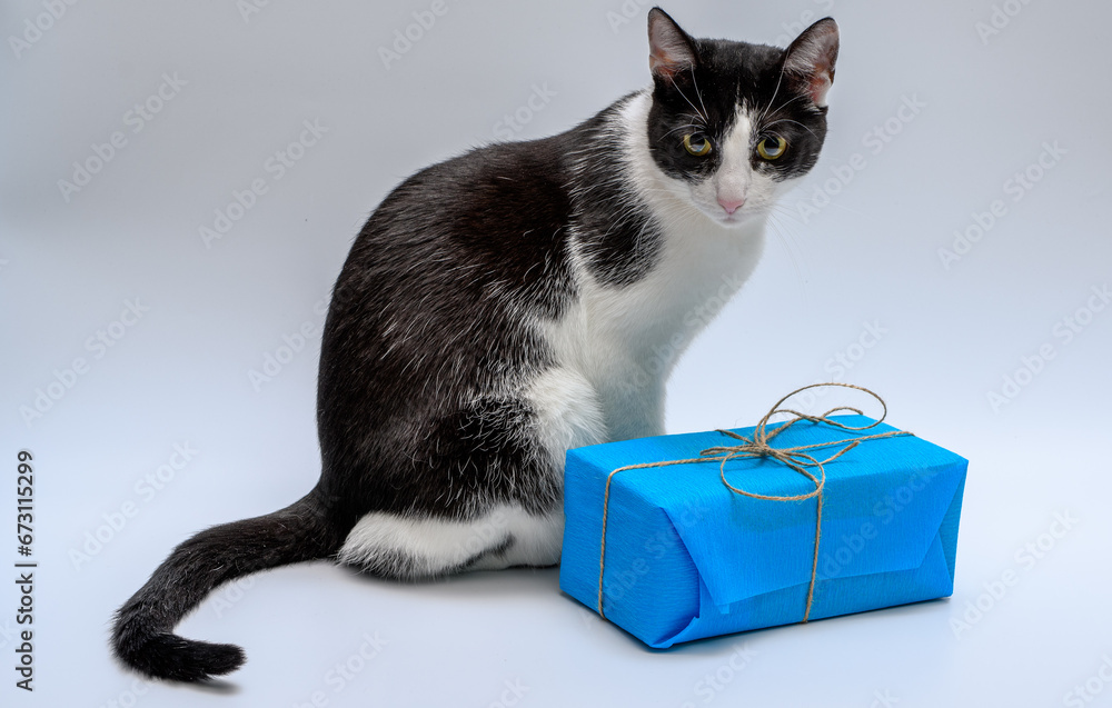 Kot domowy siedzi obok paczki z kokardką z prezentem - obrazy, fototapety, plakaty 