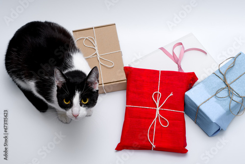 Kot domowy obok zapakowanych prezentów świątecznych 