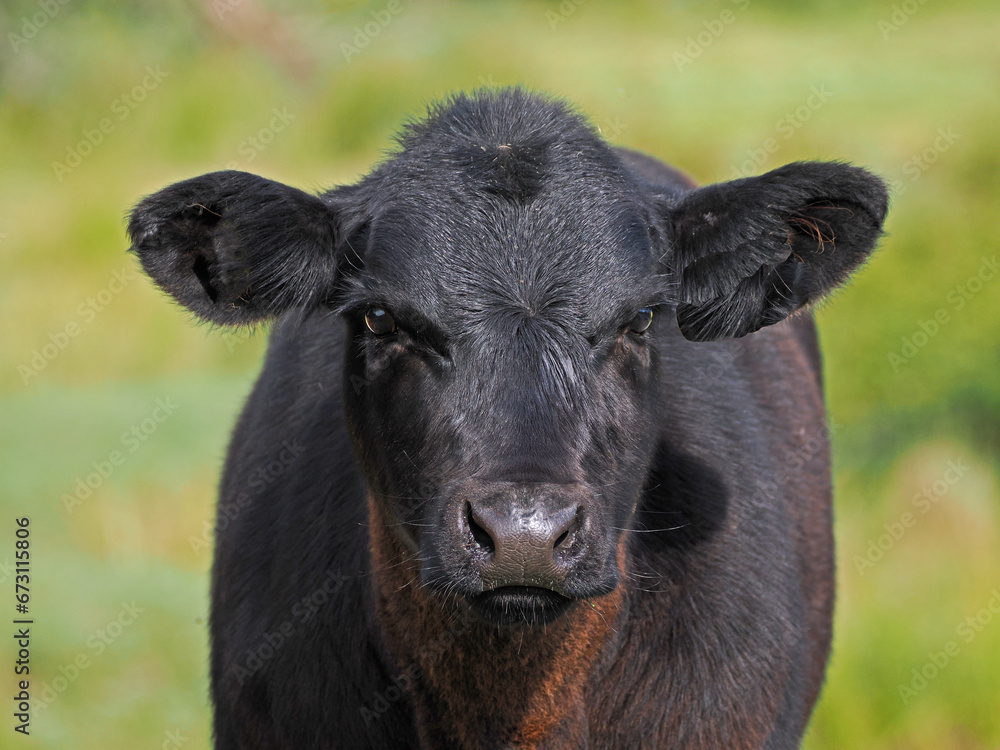 Stier auf einer Wiese auf Borkum Stier auf einer Wiese auf Borkum