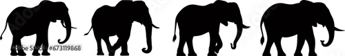 Set of elephant silhouettes in different poses of african elephant or jungle elephant and asian elephant with big ears - vector illustration.