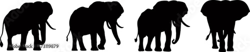 Set of elephant silhouettes in different poses of african elephant or jungle elephant and asian elephant with big ears - vector illustration. © Tnzal