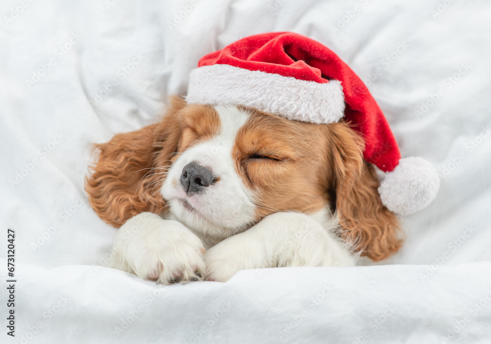 Cavalier King Charles Spaniel Santa Hat Cavalier King Charles Spaniel Santa Hat