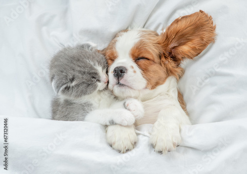 Cavalier King Charles Spaniel and tiny kitten sleep together under white warm blanket on a bed at home. Top down view photo