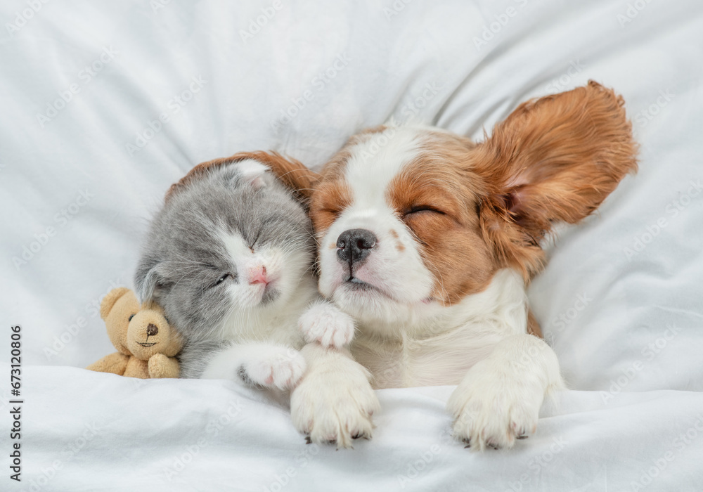 Cavalier King Charles Spaniel puppy and tiny kitten sleep together with toy bear under white warm blanket on a bed at home. Top down view Cavalier King Charles Spaniel puppy and tiny kitten sleep together with toy bear under white warm blanket on a bed at home. Top down view