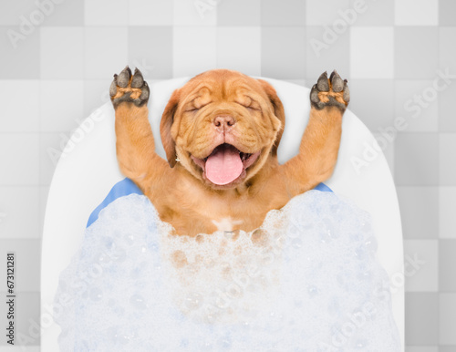 Happy Mastiff puppy with eye closed takes the bath with foam at home. Top down view © Ermolaev Alexandr