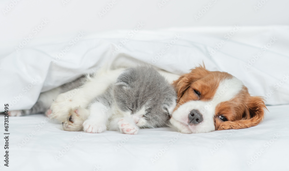 Friendly Cavalier King Charles Spaniel sleeps and hugs tiny kitten on the bed at home Friendly Cavalier King Charles Spaniel sleeps and hugs tiny kitten on the bed at home