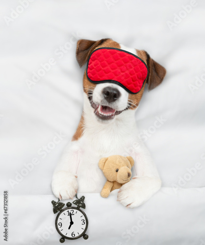 jack russell terrier puppy wearing sleeping mask sleeps with toy bear and alarm clock under white blanket on a bed at home. Top down view