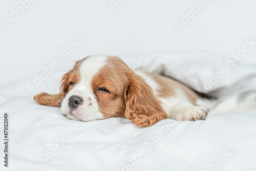 Cute Cavalier King Charles Spaniel puppy sleeps on a bed at home
