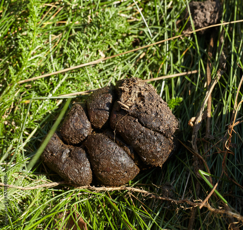 Horse excrement, which becomes fertilizer on the field.
