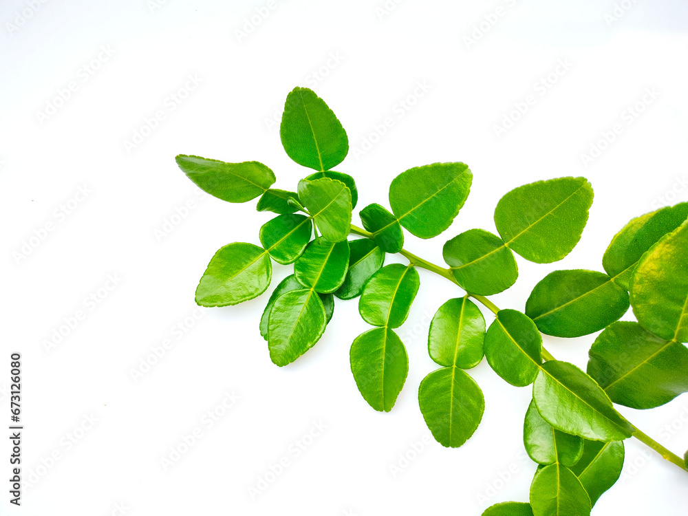 kaffir lime leaf branch isolated with white background kaffir lime leaf branch isolated with white background