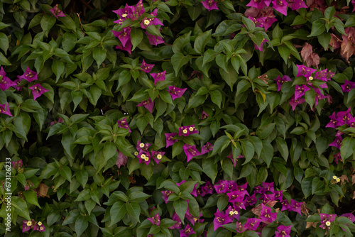 Small green leaves texture ...