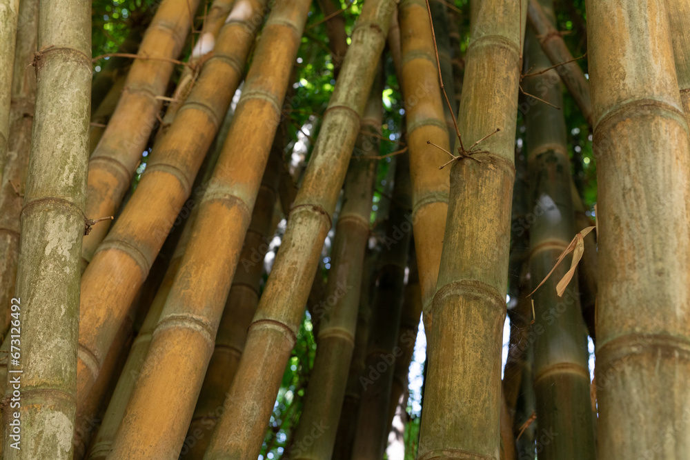 Dense Bamboo Jungle Dense Bamboo Jungle