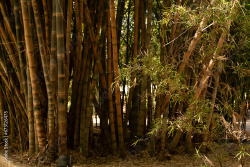  Dense Bamboo Jungle