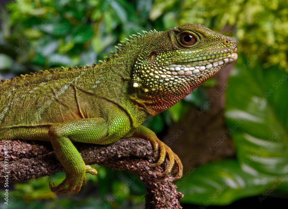 Grüne Wasseragame // Green water dragon (Physignathus cocincinus) Grüne Wasseragame // Green water dragon (Physignathus cocincinus)