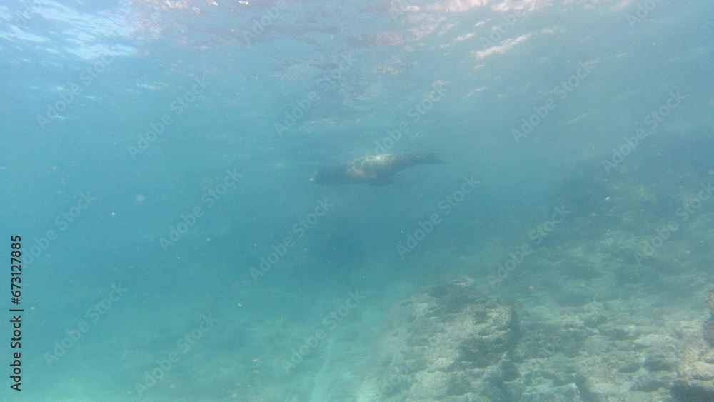 Playful sea lion seals underwater coming to you to play and have fun Playful sea lion seals underwater coming to you to play and have fun