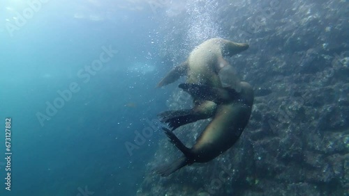 Playful sea lion seals underwater coming to you to play and have fun photo