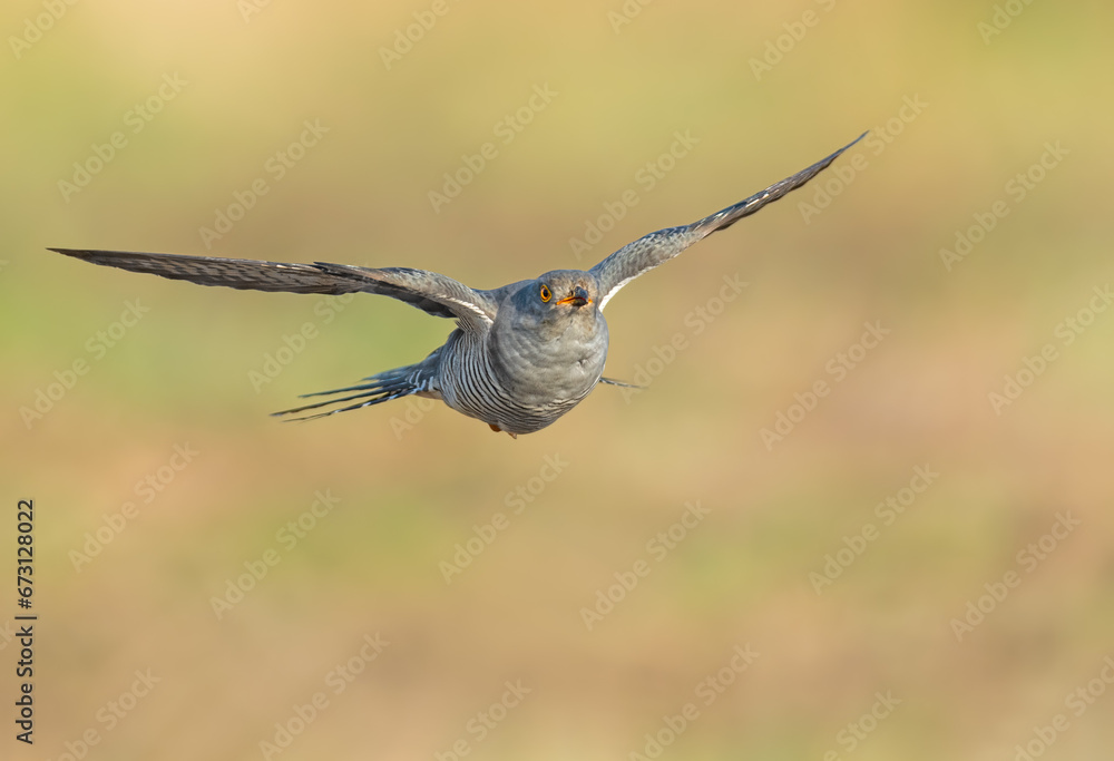 Fototapeta premium On the fly spring, Common Cuckoo
