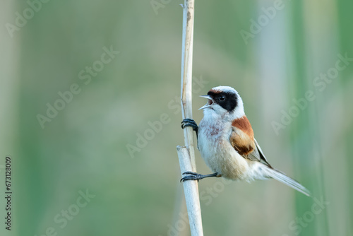 Singing on the reeds by the lake, Eurasian Penduline-Tit