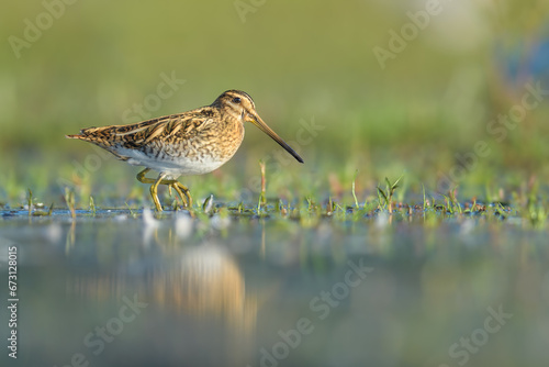 Looking for food on a dry pond, Common Snipe
