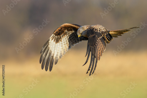 Flight over the meadow, Red Kite