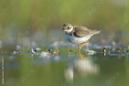 Looking for food on a dry pond, Common Ringed Plover