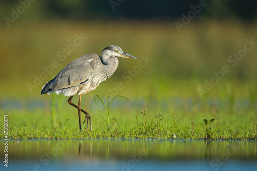 Spring foraging for food at sunrise on a dry pond, Grey Heron