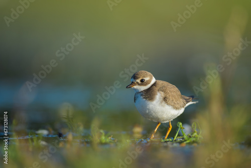 Looking for food on a dry pond, Common Ringed Plover