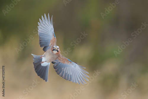Flights over the meadow early in the morning, Eurasian Jay