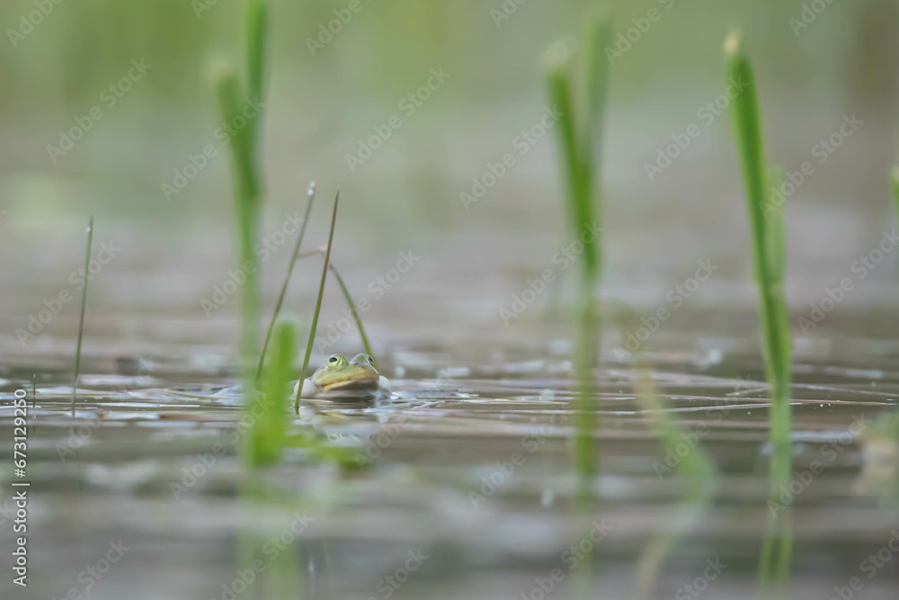 Fototapeta premium Żaba, lithobates catesbeianus, Rana catesbeiana