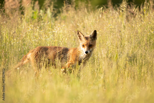 Red fox Vulpes Vulpes © Robert