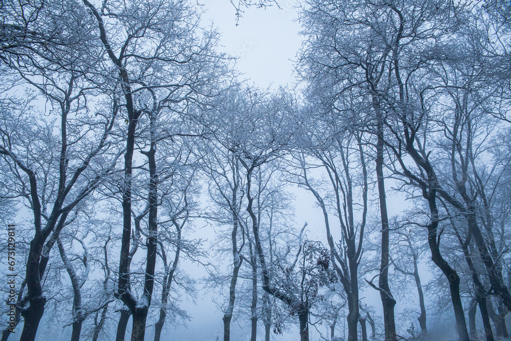 Forest of snowy trees on a winter's day Forest of snowy trees on a winter's day
