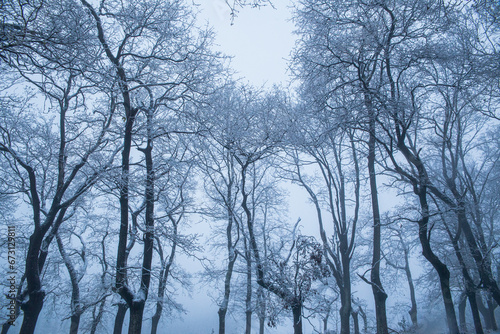 Fototapeta Naklejka Na Ścianę i Meble -  Forest of snowy trees on a winter's day