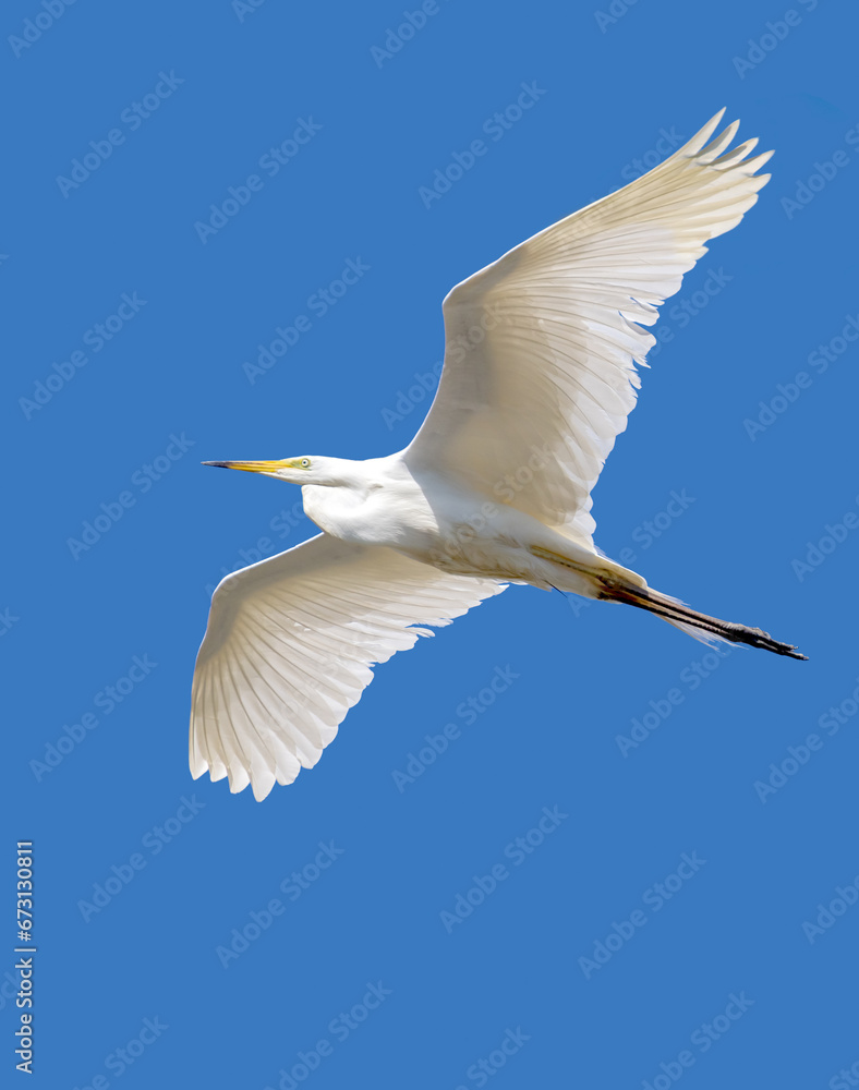 pure white large heron in flight on blue sky background pure white large heron in flight on blue sky background