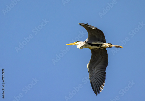large flying grey heron on blue background