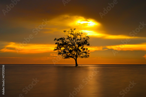 tree standing upright in the middle of the ocean during sunset © Manz Russali