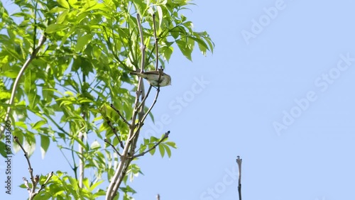 Chiffchaff bird calling mating display summer morning South Devon, UK