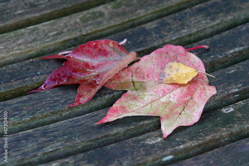 Herbststimmung auf der Gartenbank photo