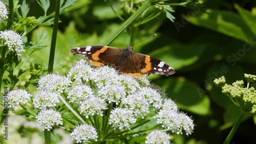 Red Admiral butterfly displaying on umbellifer summer morning South Devon UK