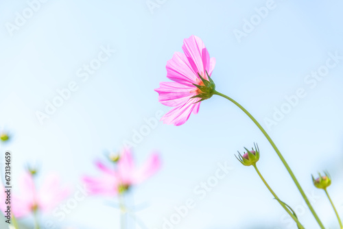 Flowers Cosmos in the meadow  blue sky background. Nature and Background Concept.  Copy space for text.  soft and select focus