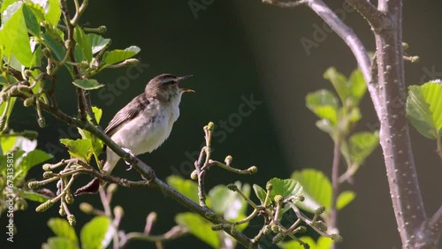 Sedge Warbler reed bird singing summer morning South Milton Ley, South Devon, UK photo