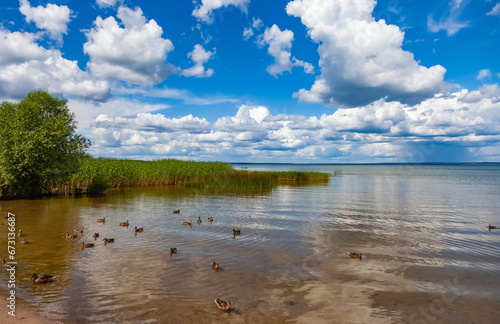 Summer landscape with a lake with ducks, shrubs, grass on a background of blue sky with white clouds © Александр Коликов